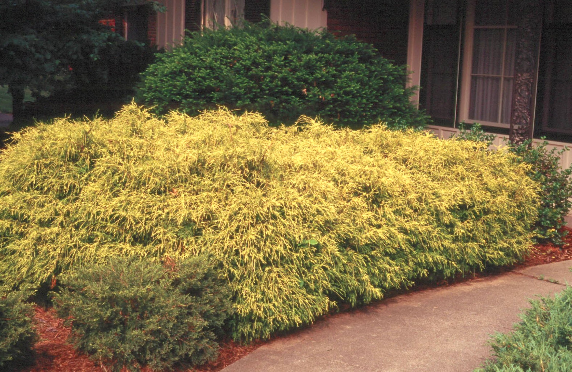 Online Plant Guide Chamaecyparis pisifera 'Mops' / Golden Mop False